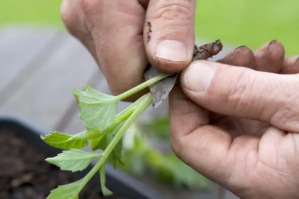 Removing leaves from the dahlia cutting
