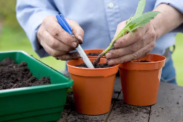 How to take basal cuttings from dahlias