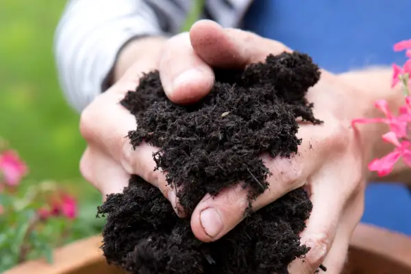 Adding compost to the container