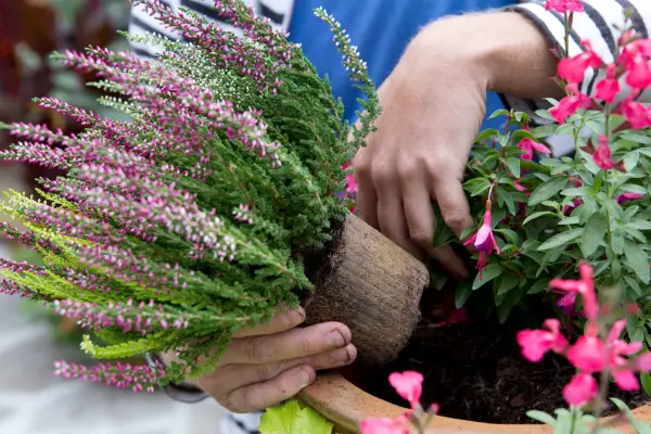 Planting up the container