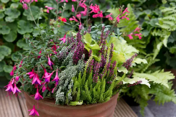 Salvia, Fuchsia og Heather Pot