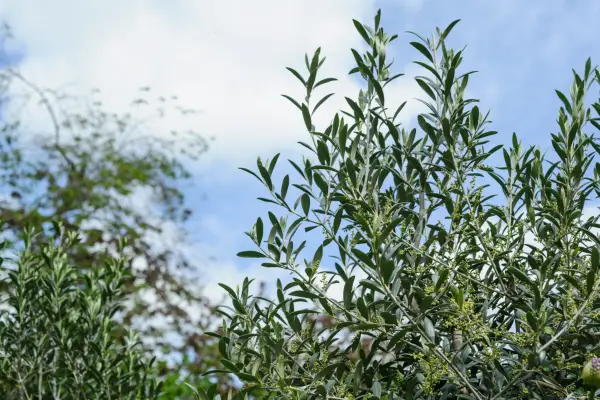 How to grow olives - where to grow olive trees