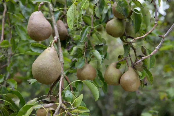 Ripening pears on branches