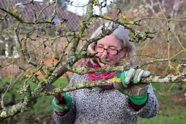 Pruning a pear tree in winter