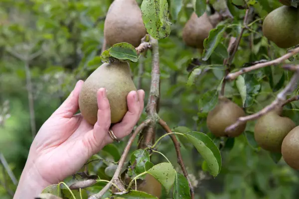 Picking a ripe pear from the tree