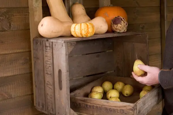Storing pears indoors in crates
