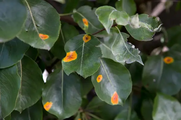 Pear tree affected by pear rust with orange spotted foliage