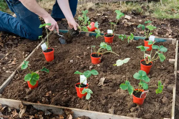 How to make a strawberry bed - positioning the plants