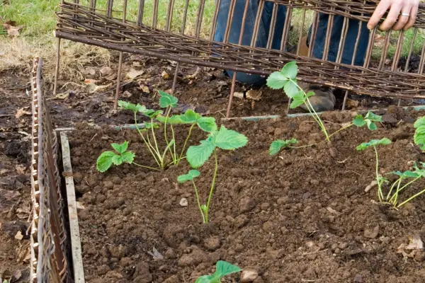 How to make a strawberry bed - planted strawberry plants