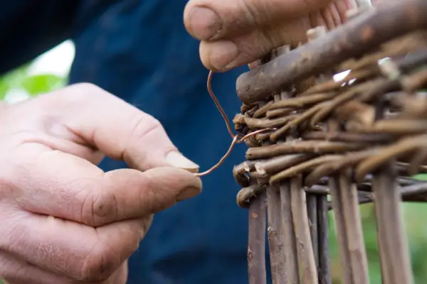 How to make a strawberry bed - securing the willow fencing together