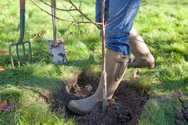 Reduce your carbon footprint - plant a tree