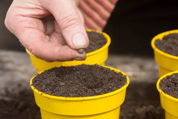 Reduce your carbon footprint - grow plants from seed