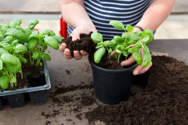 Reduce your carbon footprint - grow plants from seed