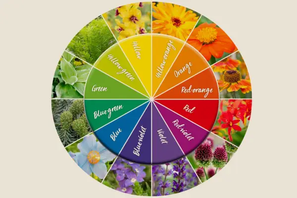 How to use colour in the garden - planting colour wheel
