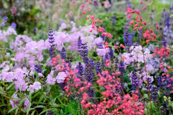 How to use colour in the garden - harmonious plant combinations