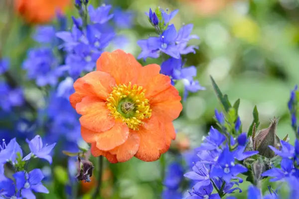 How to use colour in the garden - complementary plant combinations