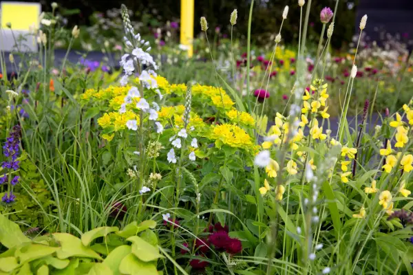 How to use colour in the garden - using plants to make an accent