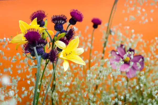 Come usare il colore in giardino