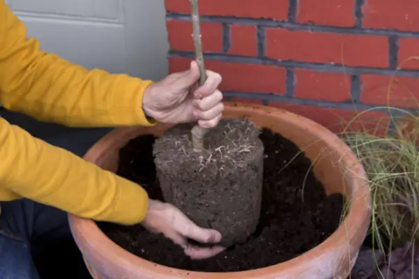 Planting the olive in the centre of the pot