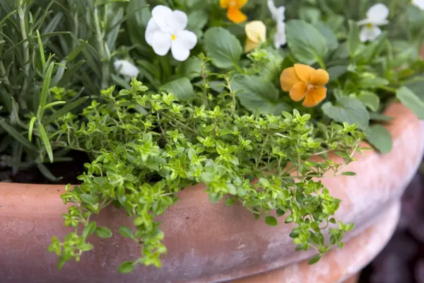 Thyme planted to spill over the edge of the pot