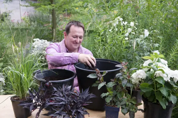 Pennisetum, hydrangea and ipomoea pot display - adding compost