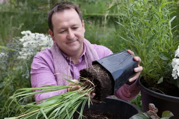 Pennisetum, hydrangea and ipomoea pot display - planting up the pot