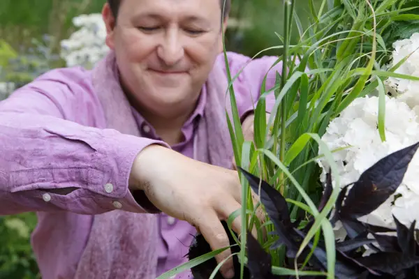 Pennisetum, hydrangea and ipomoea pot display - backfilling compost around the plants