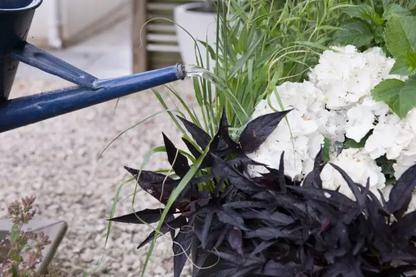 Pennisetum, hydrangea and ipomoea pot display - finished pot display
