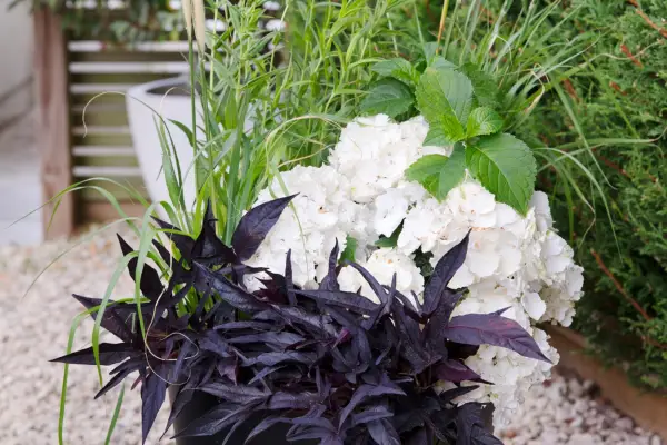 Afișaj Pennisetum, Hydrangea și Ipomoea