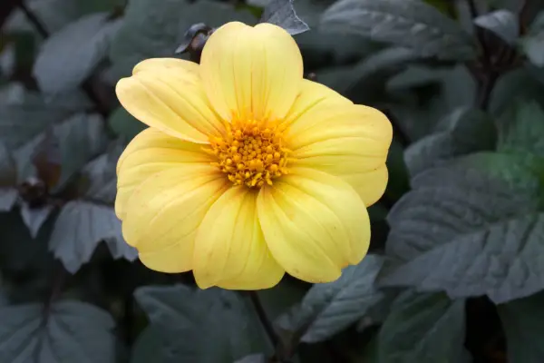Dahlia 
