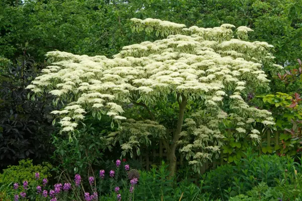 Nejlepší kvetoucí stromy dogwood pro vaši zahradu