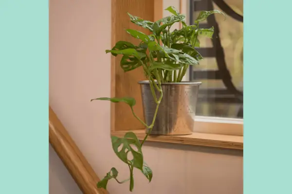 Las mejores plantas para un baño