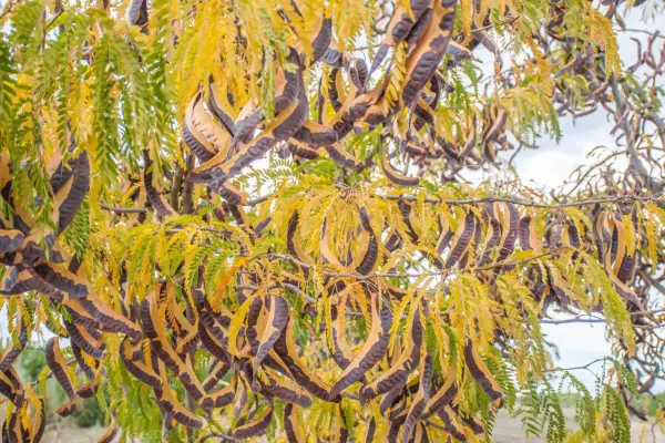 Gleditsia tree. Getty Images