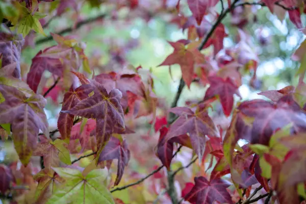 Liquidambar styraciflua 