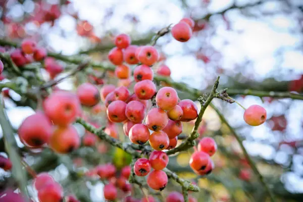 Crab apple fruit