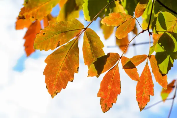 Acer griseum x nikoense 