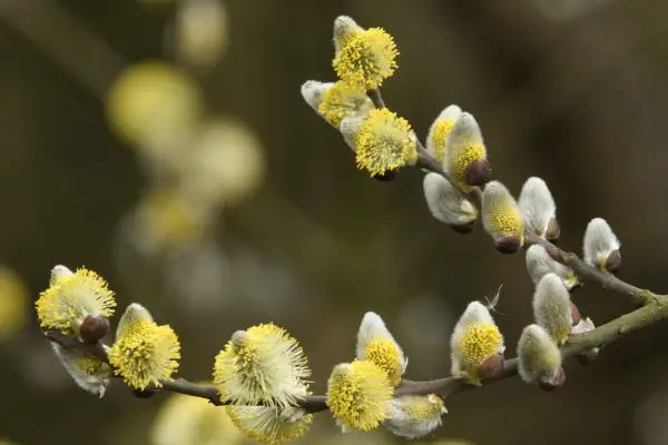 Willow catkins