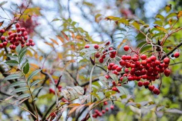 Rowan, Sorbus aucuparia