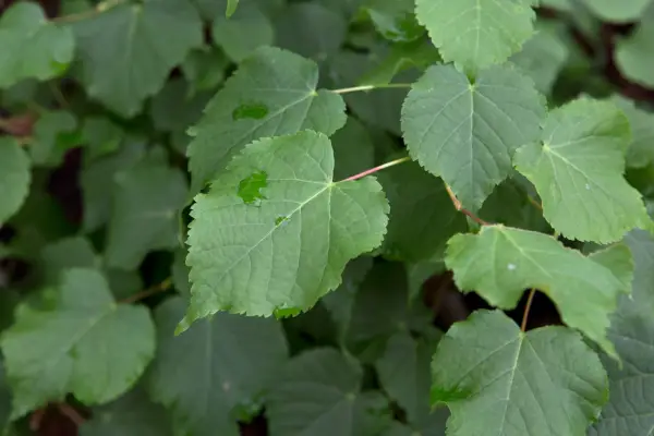 Tilia cordata 