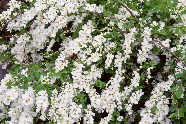 Pearlbush, Exochorda x macrantha