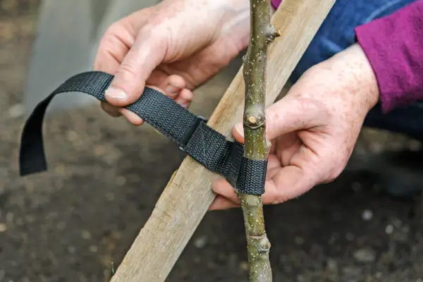 Staking a newly planted tree