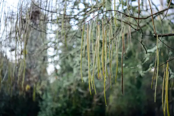 Catalpa x erubescens