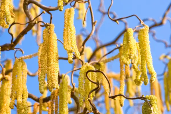 Corylus avellana 