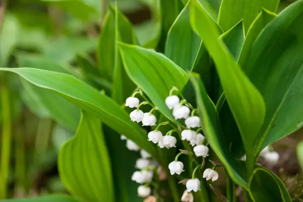 Lily of the valley is an excellent ground cover plant for a shady border or woodland garden