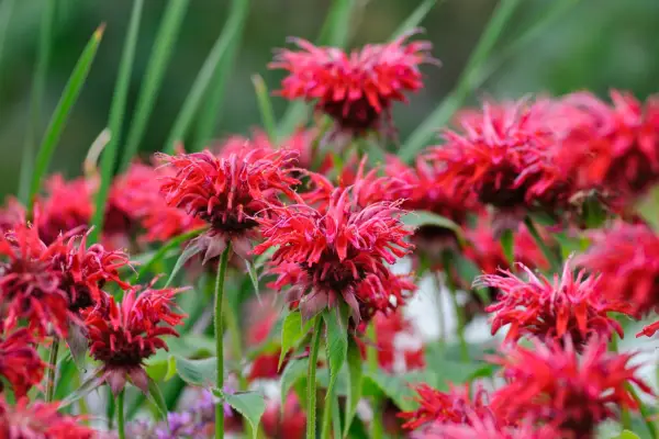 Monarda 