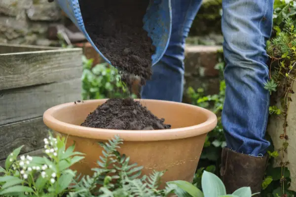 Hosta and fern pot display - adding compost