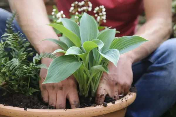 Hosta and fern pot display - adding the plants