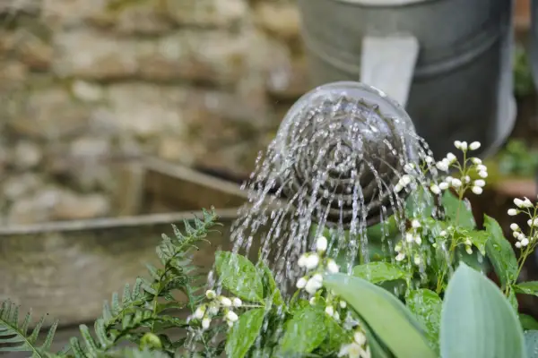 Hosta and fern pot display - watering the display