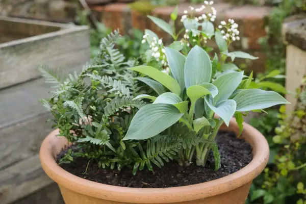 Hosta og Fern Pot Display