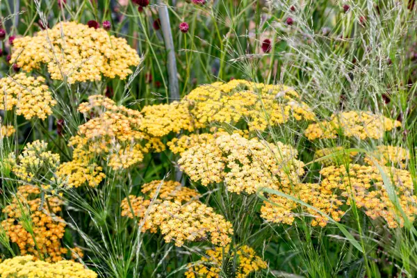 Hvordan dyrke Achillea